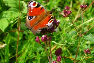 A peacock butterfly on a purple flower at Polhill Bank