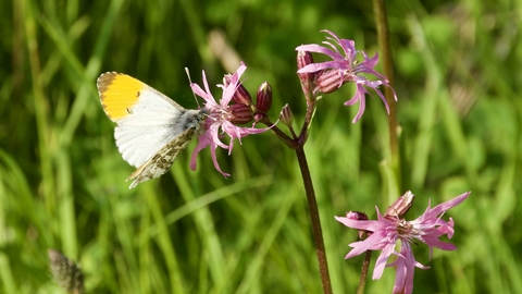 Orange-tip butterfly on Ragged-Robin - photograph by P Brook