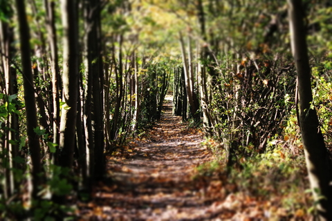 Woodland path, photo by Jack Simmonds
