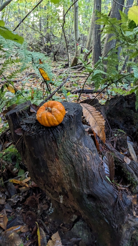 Cromer Wood pumpkin ©️Natasha Aidinyantz