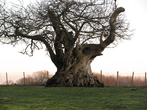 The Elephant Tree, a magnificent ancient oak on land next to Hothfield Heathland