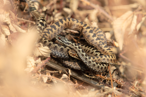 Two adders intertwined