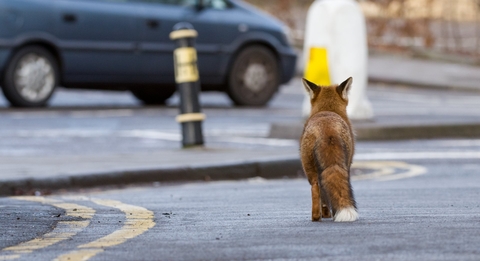 fox in town 