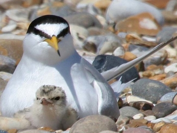 Adult tern
