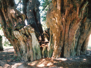 Ancient yew (Steve Young)