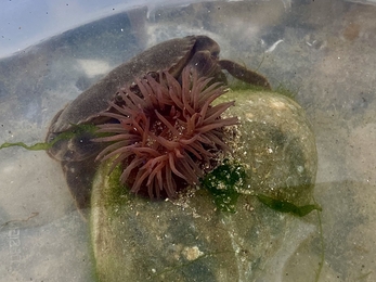Anemone found during family rockpooling in Folkestone