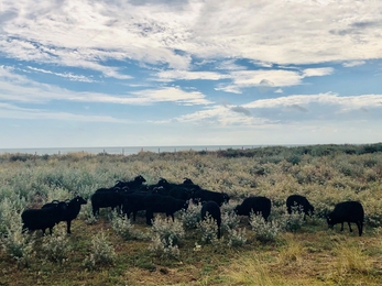 Group of Hebridean sheep at Sandwich Bay Nature Reserve