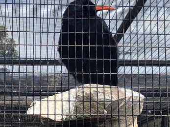 the bird chough in an aviary behind black mesh