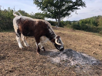 Longhorn cow sniffing an old fire