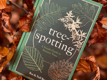 Tree spotting by Ros Bennett