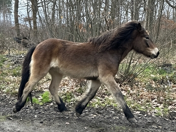 Exmoor ponies in West Blean and Thornden Woods