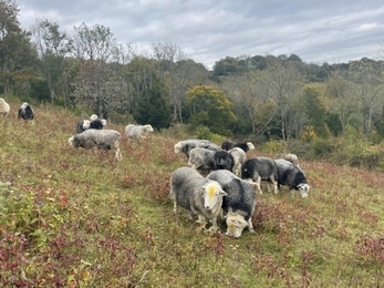 Herdwick sheep herd grazing on grassland