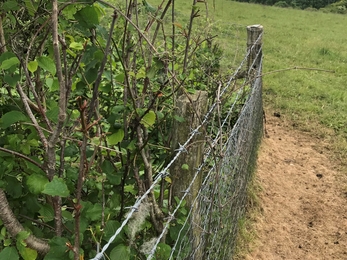Signs of herdwicks climbing the fences to access scrub rather than the grass in their field