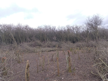 Coppice plot after coppicing showing the stumps of trees left behind