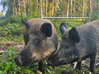 Two Iron-age pigs at West Blean and Thornden Woods