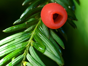 Yew leaves with berry © Les Binns