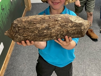 Child excitedly holds a piece of wood which has bite marks from beavers all over it
