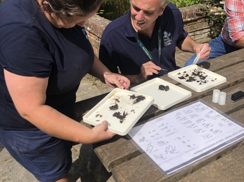 Tutor and student looking at owl pellet spotter sheet to identify bones discovered in a kent wildlife trust owl pellet dissection workshop