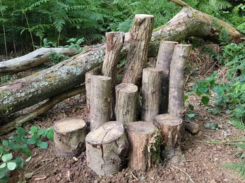 A wood pile at Hunt's Wood, a haven for wildlife.
