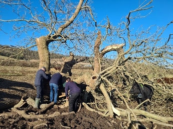 Darent Valley Volunteers rescued and re-installed the box on a nearby tree - Jennie Showers
