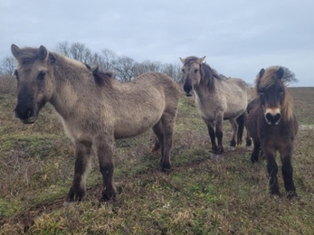 Konik ponies grazing in winter with thicker coats.