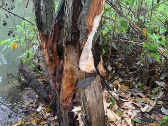 A tree by the Stour with its bark stripped by beavers.