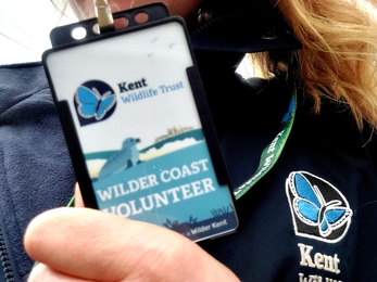 Wilder coast volunteer badge