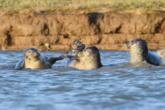 Common seals, photo by Russel Miles