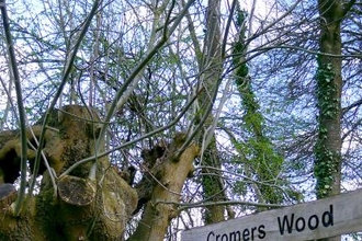 Pollarded tree at Cromers Wood