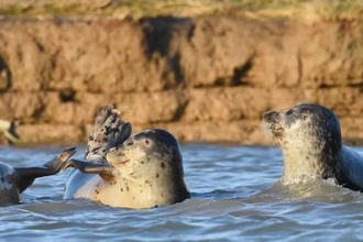 Common Seals © Russel Miles