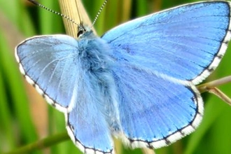 Adonis blue butterfly, photo by Emily Neighbour