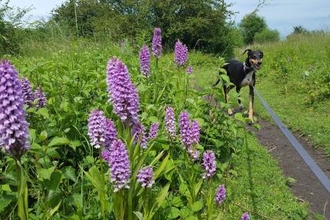 Picture of dog and orchids