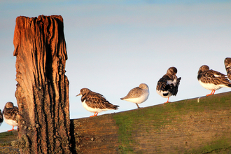 Birds at Seasalter, photo by Jim Higham
