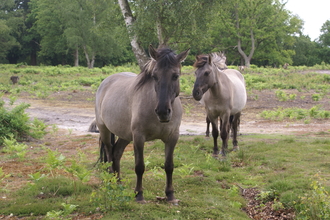 Konik ponies on East Kent Reserve
