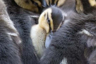 Ducklings picture