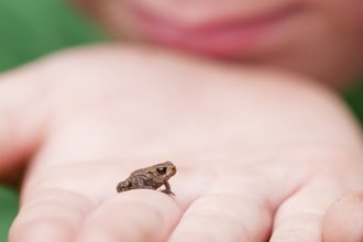Small frog on a child's hand, photo by Ross Hoddinott/2020VISION