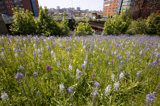 Wild flower planting in urban situation, photo by Paul Hobson