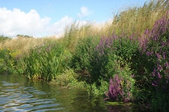 River Medway (C) Lyndsey Rule