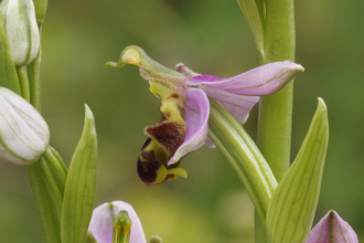 Bee Orchid at Tyland Barn, photo by Greg Hitchcock