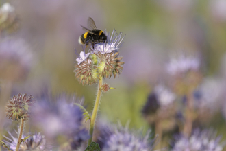 Buff-tailed bumblebee, photo by Chris Gomersall/2020VISION