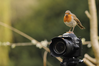 Robin on a camera, photo by Jose Perafan