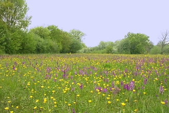 Green winged orchids at Marden Meadow