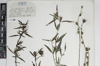 Misopates, Robert Pocock Herbarium Exhibition