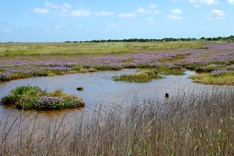 Wetland at Sandwich and Pegwell Bay, photo by Vicky Aitkenhead