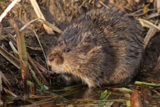 Water vole picture