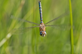 Migrant hawker dragonfly in flight - Selwyn Dennis