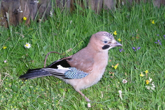 Photo of a jay by N. Hill