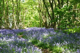 Bluebells at Parsonage Wood - Photo by Beth Hukins
