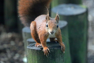 Red squirrel © Wildwood Trust