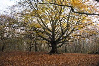 Grandfather Beech Tree at Denstead Wood